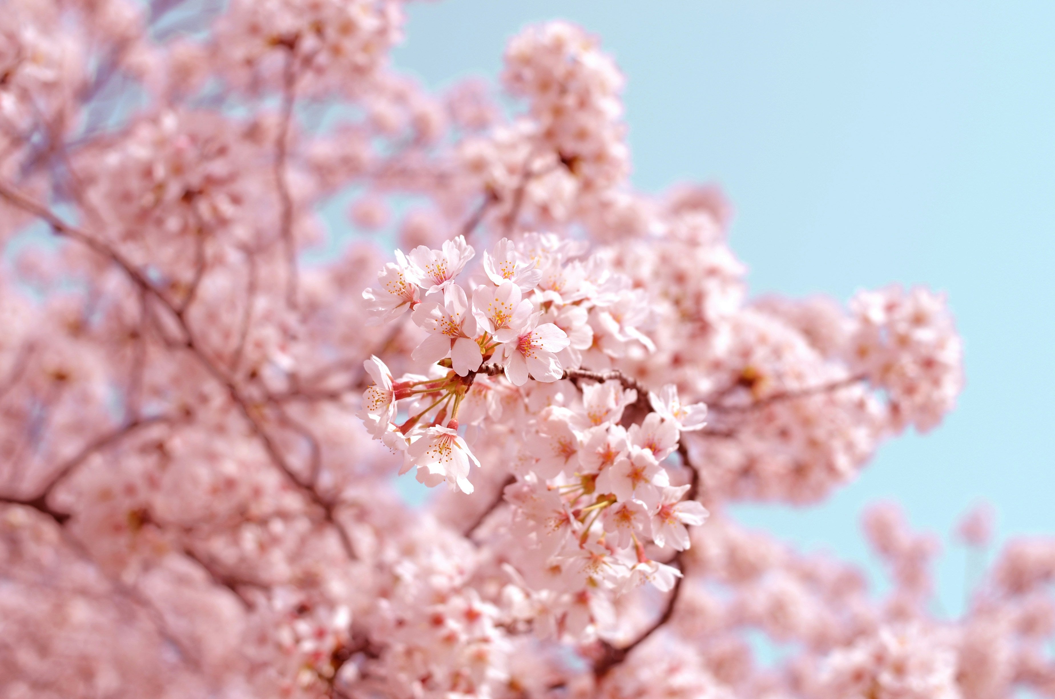 Japan’s Famous Sakura Tree